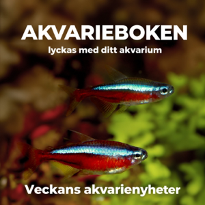 Akvarieboken